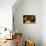 Painted Study of Sheep Heads-Francesco Londonio-Mounted Art Print displayed on a wall