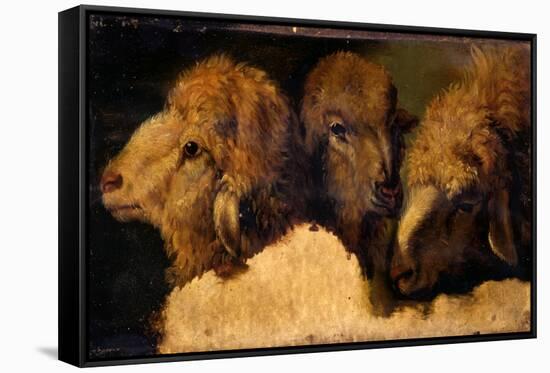 Painted Study of Sheep Heads-Francesco Londonio-Framed Stretched Canvas