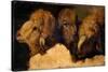 Painted Study of Sheep Heads-Francesco Londonio-Stretched Canvas