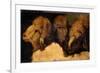 Painted Study of Sheep Heads-Francesco Londonio-Framed Art Print