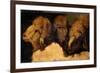 Painted Study of Sheep Heads-Francesco Londonio-Framed Art Print