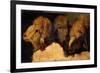 Painted Study of Sheep Heads-Francesco Londonio-Framed Art Print