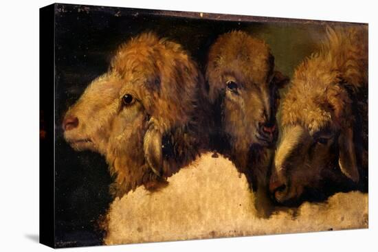 Painted Study of Sheep Heads-Francesco Londonio-Stretched Canvas