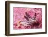 Painted Thecaera-Hal Beral-Framed Premium Photographic Print