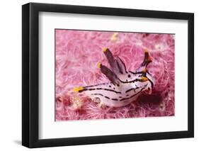Painted Thecaera-Hal Beral-Framed Premium Photographic Print