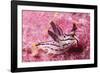 Painted Thecaera-Hal Beral-Framed Photographic Print