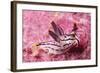 Painted Thecaera-Hal Beral-Framed Photographic Print