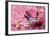 Painted Thecaera-Hal Beral-Framed Photographic Print