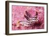 Painted Thecaera-Hal Beral-Framed Photographic Print