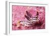 Painted Thecaera-Hal Beral-Framed Photographic Print