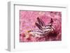 Painted Thecaera-Hal Beral-Framed Photographic Print