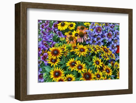 Painted tongue and hirta daisies in tight grouping-Darrell Gulin-Framed Photographic Print
