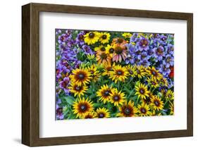 Painted tongue and hirta daisies in tight grouping-Darrell Gulin-Framed Photographic Print