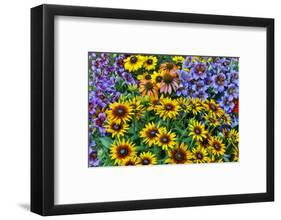 Painted tongue and hirta daisies in tight grouping-Darrell Gulin-Framed Photographic Print