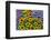 Painted tongue and hirta daisies in tight grouping-Darrell Gulin-Framed Photographic Print