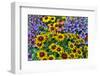 Painted tongue and hirta daisies in tight grouping-Darrell Gulin-Framed Photographic Print