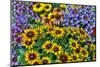 Painted tongue and hirta daisies in tight grouping-Darrell Gulin-Mounted Photographic Print