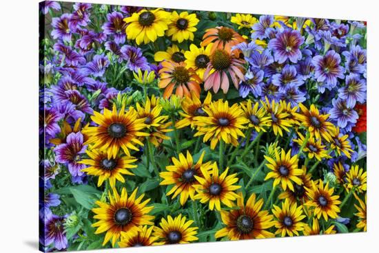 Painted tongue and hirta daisies in tight grouping-Darrell Gulin-Stretched Canvas