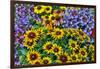 Painted tongue and hirta daisies in tight grouping-Darrell Gulin-Framed Photographic Print