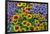 Painted tongue and hirta daisies in tight grouping-Darrell Gulin-Framed Photographic Print