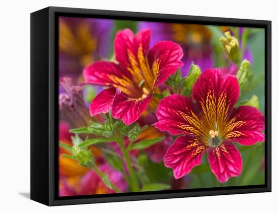 Painted Tongue Blooms, Sammamish, Washington, USA-Darrell Gulin-Framed Stretched Canvas