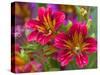 Painted Tongue Blooms, Sammamish, Washington, USA-Darrell Gulin-Stretched Canvas