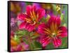 Painted Tongue Blooms, Sammamish, Washington, USA-Darrell Gulin-Framed Stretched Canvas