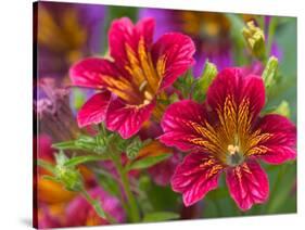 Painted Tongue Blooms, Sammamish, Washington, USA-Darrell Gulin-Stretched Canvas