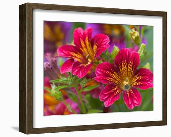 Painted Tongue Blooms, Sammamish, Washington, USA-Darrell Gulin-Framed Premium Photographic Print