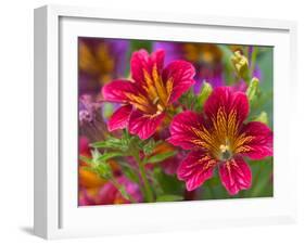 Painted Tongue Blooms, Sammamish, Washington, USA-Darrell Gulin-Framed Premium Photographic Print