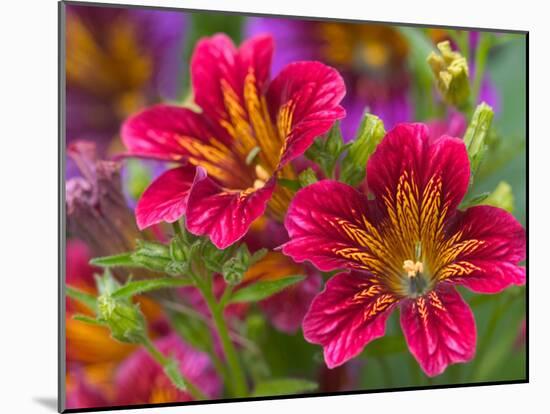 Painted Tongue Blooms, Sammamish, Washington, USA-Darrell Gulin-Mounted Premium Photographic Print