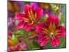 Painted Tongue Blooms, Sammamish, Washington, USA-Darrell Gulin-Mounted Premium Photographic Print