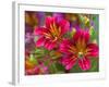 Painted Tongue Blooms, Sammamish, Washington, USA-Darrell Gulin-Framed Premium Photographic Print