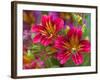 Painted Tongue Blooms, Sammamish, Washington, USA-Darrell Gulin-Framed Premium Photographic Print