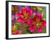 Painted Tongue Blooms, Sammamish, Washington, USA-Darrell Gulin-Framed Premium Photographic Print