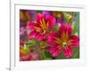 Painted Tongue Blooms, Sammamish, Washington, USA-Darrell Gulin-Framed Premium Photographic Print