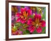 Painted Tongue Blooms, Sammamish, Washington, USA-Darrell Gulin-Framed Premium Photographic Print