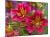 Painted Tongue Blooms, Sammamish, Washington, USA-Darrell Gulin-Mounted Premium Photographic Print