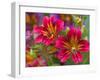 Painted Tongue Blooms, Sammamish, Washington, USA-Darrell Gulin-Framed Photographic Print