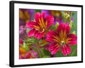 Painted Tongue Blooms, Sammamish, Washington, USA-Darrell Gulin-Framed Photographic Print