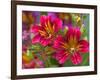 Painted Tongue Blooms, Sammamish, Washington, USA-Darrell Gulin-Framed Photographic Print