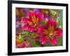 Painted Tongue Blooms, Sammamish, Washington, USA-Darrell Gulin-Framed Photographic Print