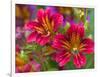 Painted Tongue Blooms, Sammamish, Washington, USA-Darrell Gulin-Framed Photographic Print