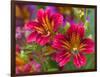 Painted Tongue Blooms, Sammamish, Washington, USA-Darrell Gulin-Framed Photographic Print