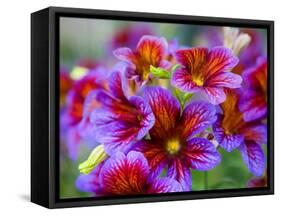 Painted Tongue Blooms, Sammamish, Washington, USA-Darrell Gulin-Framed Stretched Canvas