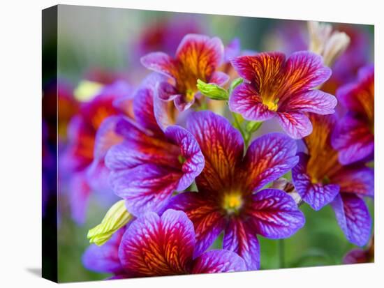 Painted Tongue Blooms, Sammamish, Washington, USA-Darrell Gulin-Stretched Canvas