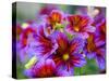 Painted Tongue Blooms, Sammamish, Washington, USA-Darrell Gulin-Stretched Canvas