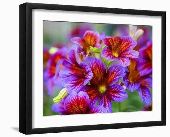 Painted Tongue Blooms, Sammamish, Washington, USA-Darrell Gulin-Framed Premium Photographic Print