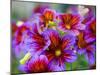 Painted Tongue Blooms, Sammamish, Washington, USA-Darrell Gulin-Mounted Premium Photographic Print