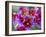 Painted Tongue Blooms, Sammamish, Washington, USA-Darrell Gulin-Framed Photographic Print